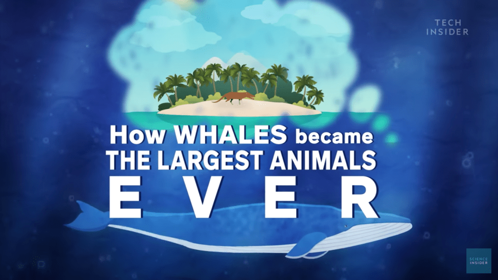 鯨魚如何演化成史上最大的生物