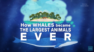 鯨魚如何演化成史上最大的生物