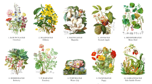 19 世紀「植物圖鑑」開放線上閱覽，同步推出「數位修復版」