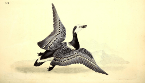 17 世紀「動植物圖鑑」開放下載！