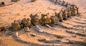 來自恆春的意外「鯨」喜